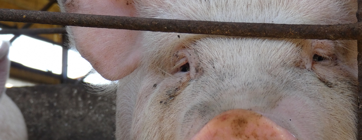 感染症の多くは動物利用から。コロナ後に見直すべき習慣